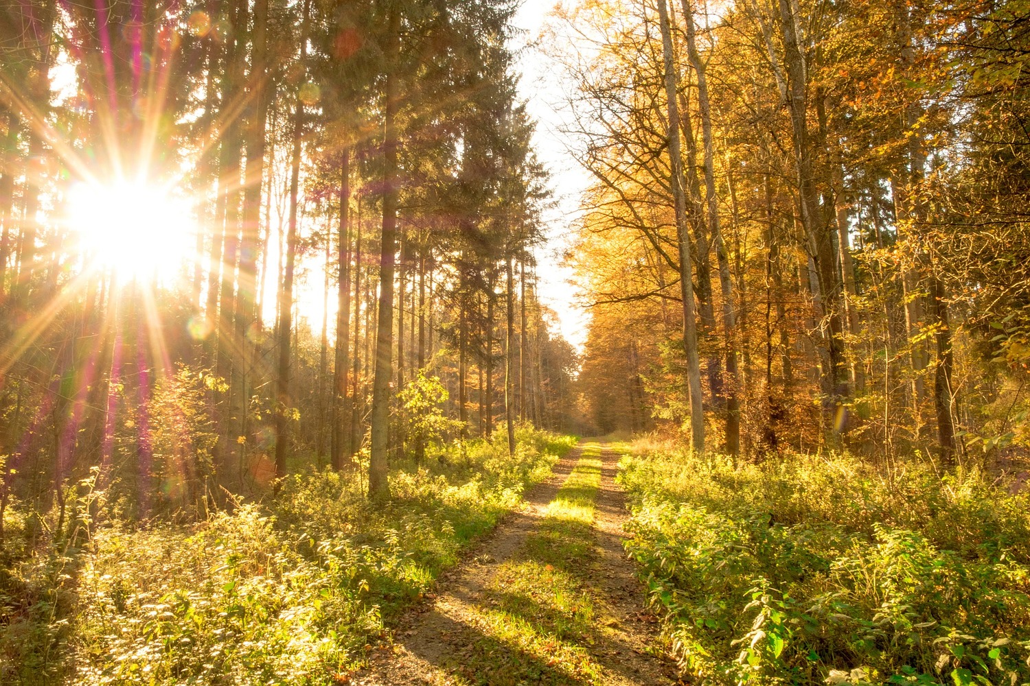 https://pixabay.com/de/photos/herbst-wald-bl%C3%A4tter-sonne-513783/