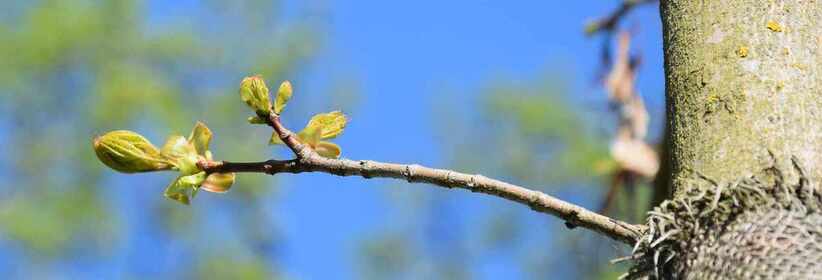 Don Bosco Schwestern